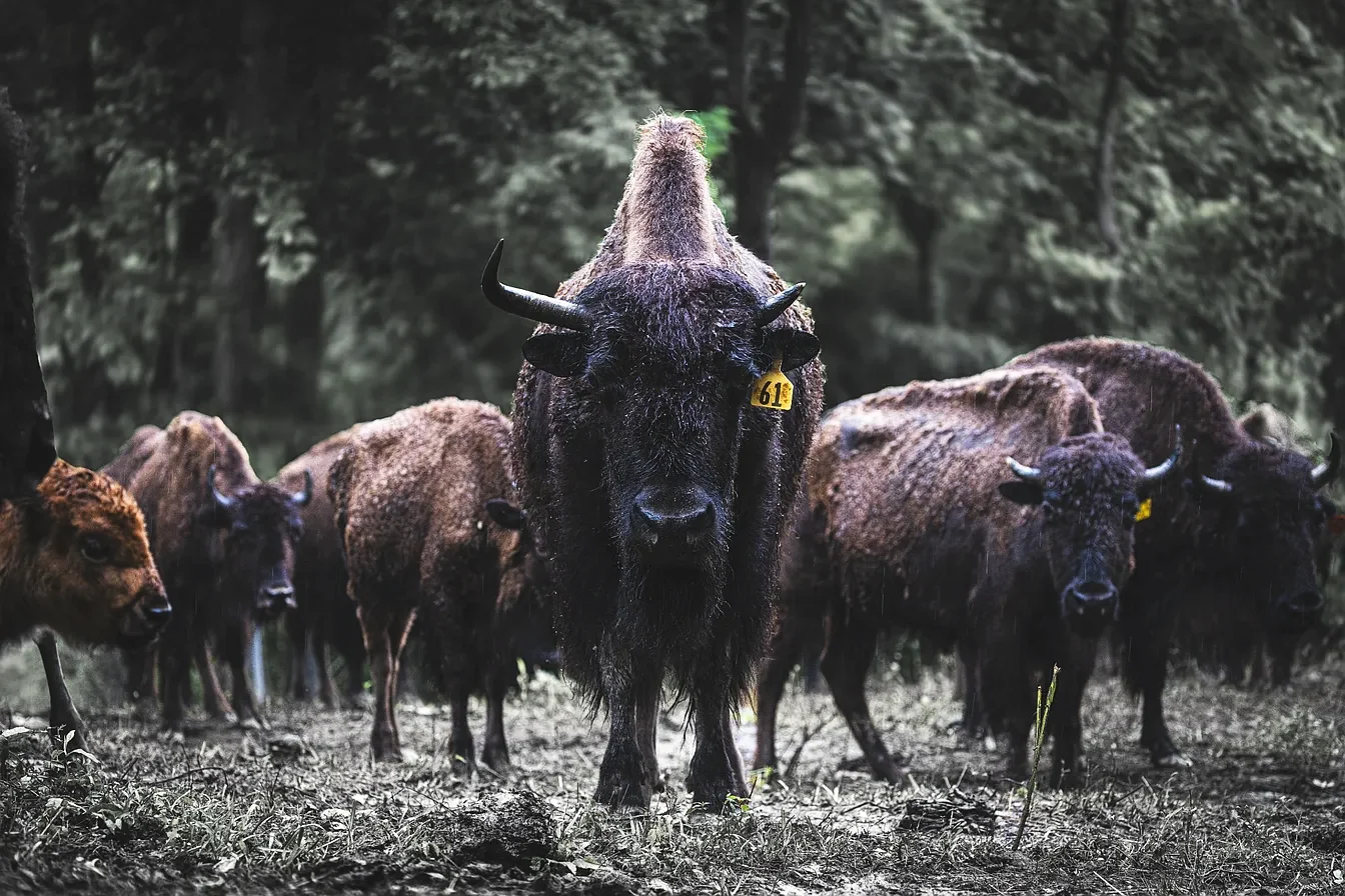 The bison herd standing in the rain among the trees at Bison Ridge.
